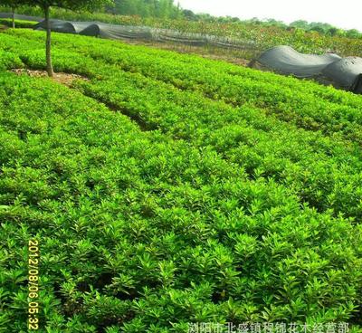 優(yōu)化產(chǎn)品供應，為綠化工程注入新活力