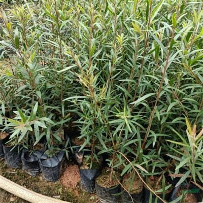 沭陽萬象花木種植專業(yè)合作社 匠心打造綠色生態(tài)，專業(yè)引領(lǐng)綠化工程新風尚
